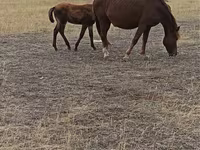Klisna, Horse breed — foto 3