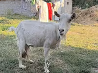 แพะตัวเมีย, Saanen goat — รูปภาพ 4