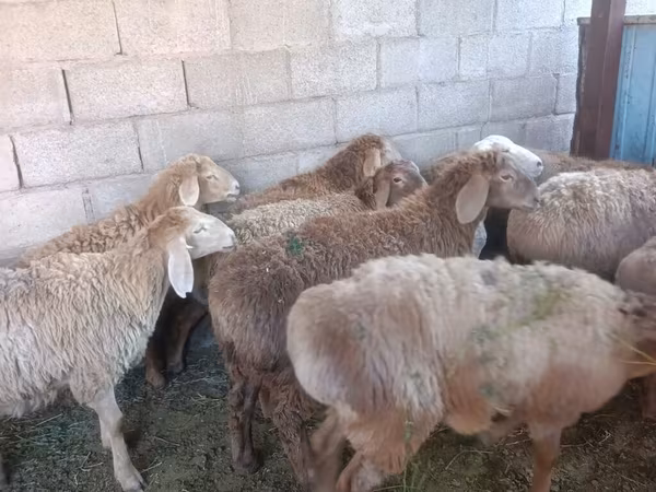 Ovce, Arashan sheep