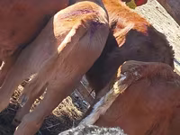 Cattle (batch, sex not specified), Hereford — photo 4