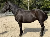 Kuda betina, Percheron — foto 1