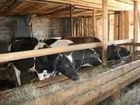 மாடுகள் (தொகுதி, பாலினம் குறிப்பிடப்படவில்லை), Russian Black pied cattle — புகைப்படம் 2