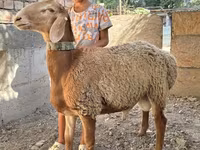 Schaf, Arashan sheep — Foto 2