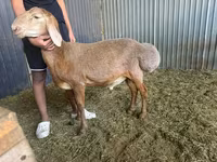 የጎትት አውራ በግ, Arashan sheep — ፎቶ 2