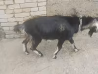 بز نر, بز — عکس 2