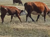 Lembu ternakan (lot, jantina tidak dinyatakan), Simmental cattle — foto 1