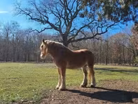 گھوڑی, Shire — تصویر 2