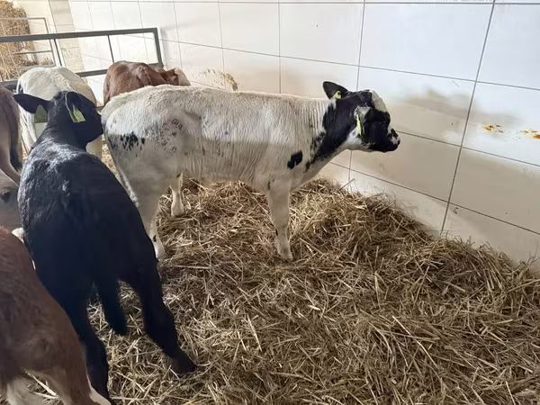 የከብት እንስሳት (ቡድን፣ ጾታ አልተጠቀሰም), Cattle