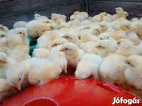 Chickens — foto 2
