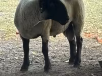 قوچ, White Suffolk sheep — عکس 2
