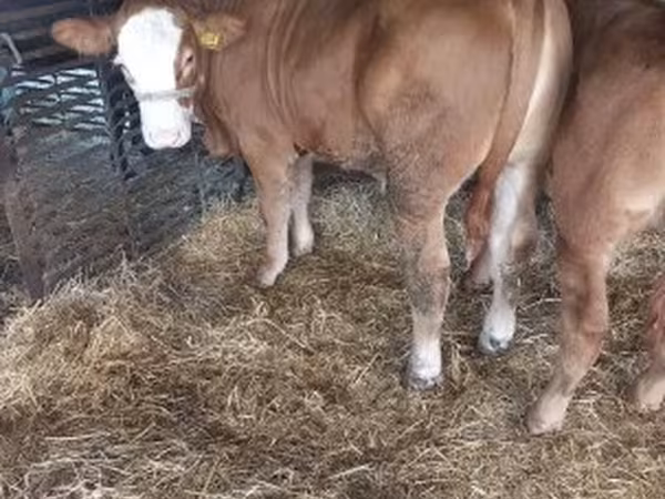 گاو نر, Simmental cattle