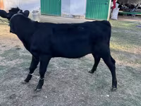 گاو ماده, گاو — عکس 4