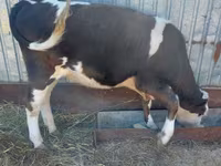 Mucca, Simmental cattle — foto 6