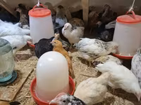 Chickens — zdjęcie 3