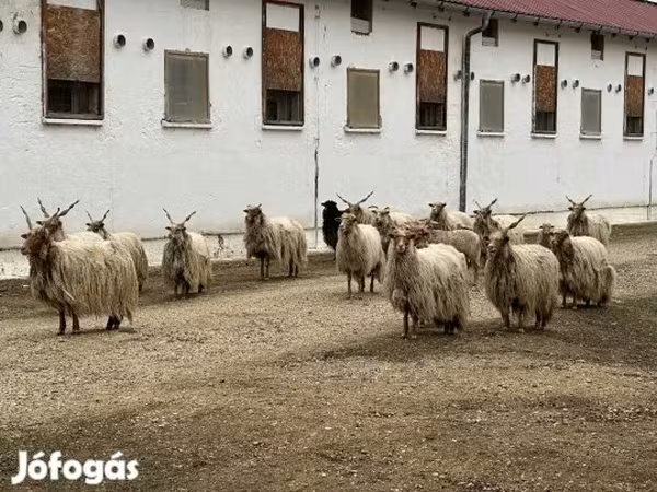 Baran, Baerchuke sheep