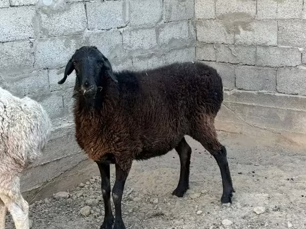 Beran, Ovce