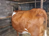 گاو ماده, Simmental cattle — عکس 1
