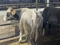 วัวตัวผู้, Swiss cattle — รูปภาพ 2