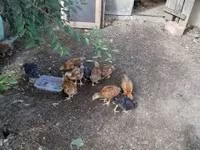 Chickens — sawirka 1