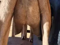 Capră, Alpine goat — foto 7