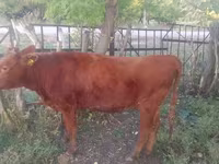 Lo’, Cattle — sawirka 5