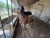 Beran, Blackheaded Persian sheep — foto 5
