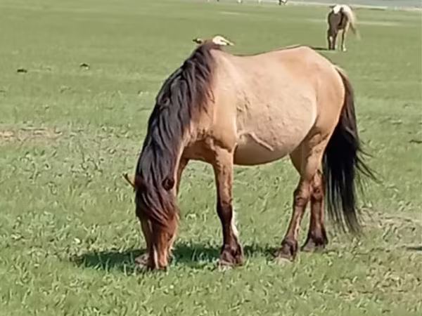 فرس, Horse breed