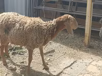 Kambing betina, Sheep — foto 2