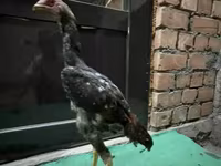 Chickens — foto 6