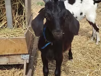 Τράγος, Saanen goat — φωτογραφία 2