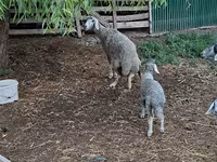 Ram, Schapen — foto 2