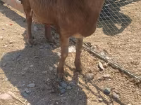 Widder, Hissar sheep — Foto 2