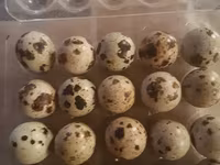 Quails — zdjęcie 8