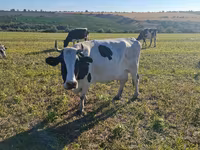 Krava, Simmental cattle — foto 5