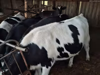 Tehén, Russian Black pied cattle — 4. fotó