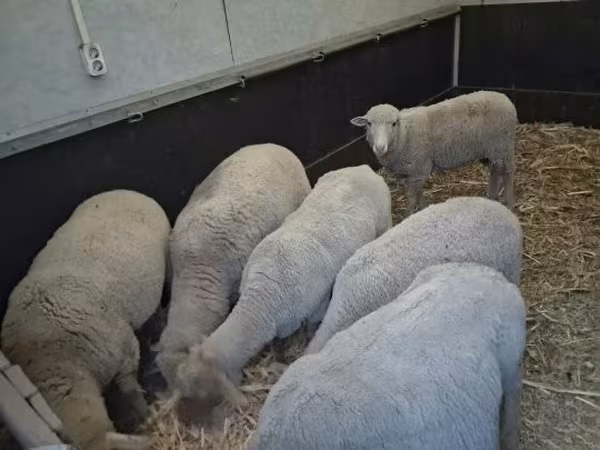 Sheep, Sheep