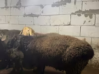 Ram, Arashan sheep — photo 6