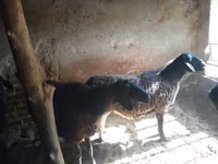 بھیڑ, بھیڑیں — تصویر 3