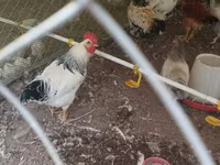 Chickens — foto 1