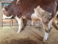 Bulle, Simmental cattle — Foto 4