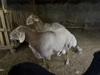 Montone, Arashan sheep — foto 3