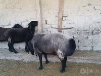 Қошқар, Edilbay sheep — 3-сурет