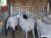 숫양, White Suffolk sheep — 사진 6