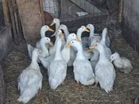 Ducks — புகைப்படம் 3