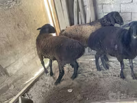 公羊, Rhon sheep — 照片 8