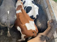Kůň, Koně — foto 2