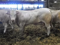 Bull, Blonde d’Aquitane cattle — photo 5