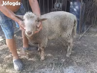 میش, گوسفند — عکس 2