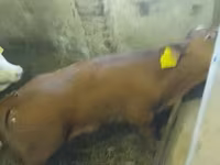 Býk, Simmental cattle — foto 4