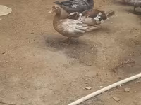 Ducks — รูปภาพ 2